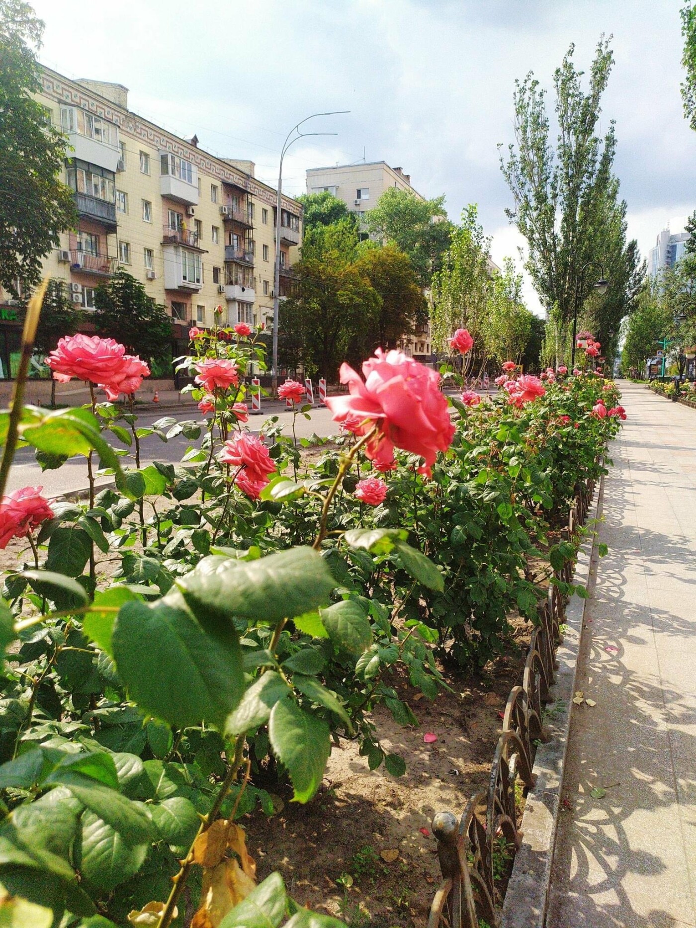 У столиці на Печерську висадили трояндову алею