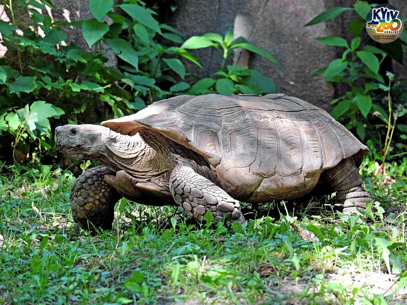 У столичному зоопарку черепахи перейшли до свого літнього вольєру