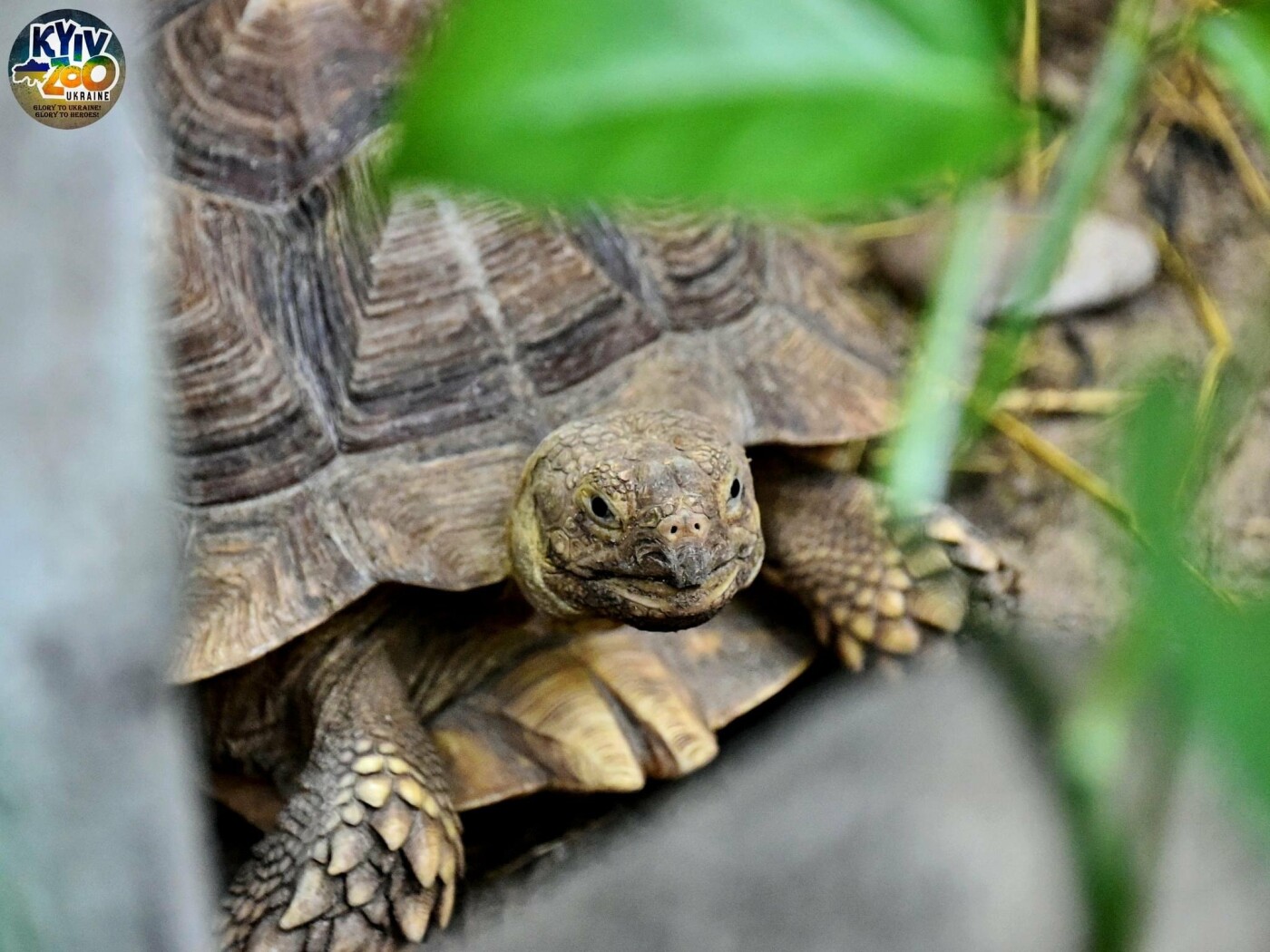 У столичному зоопарку черепахи перейшли до свого літнього вольєру