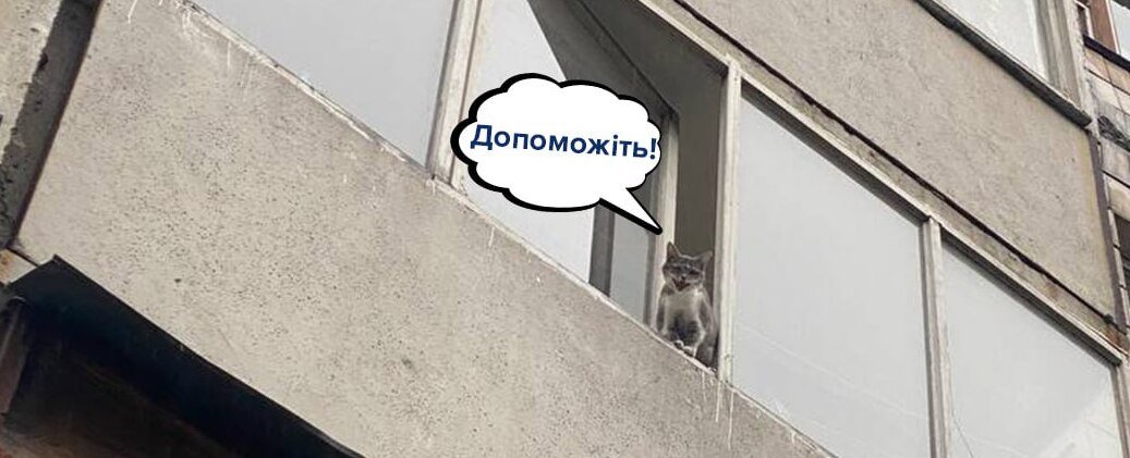 В Киеве спасли котика