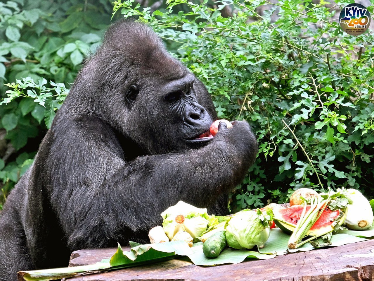 В столичном зоопарке горилла-долгожитель Тони отмечает день рождения