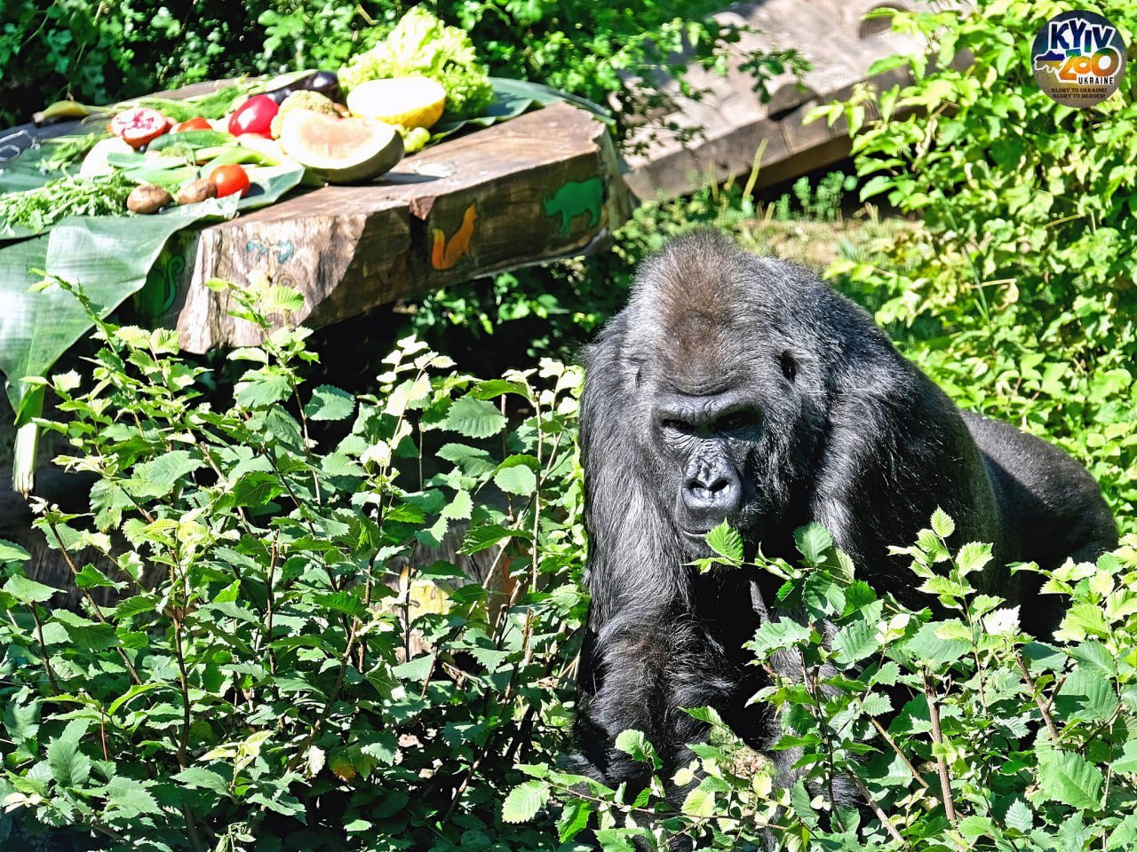 В столичном зоопарке горилла-долгожитель Тони отмечает день рождения