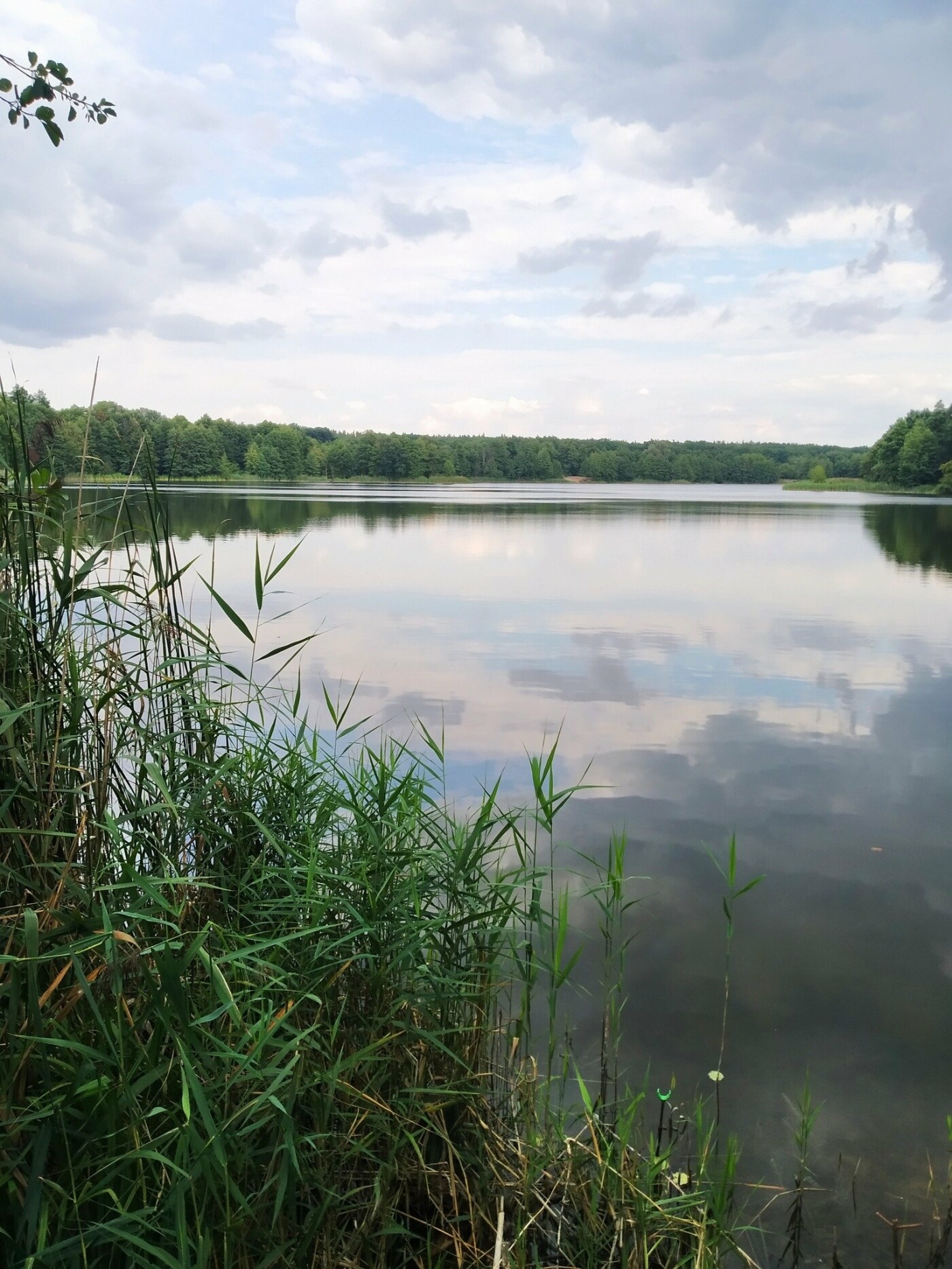 У київському озері виявили рідкісну червонокнижну рослину