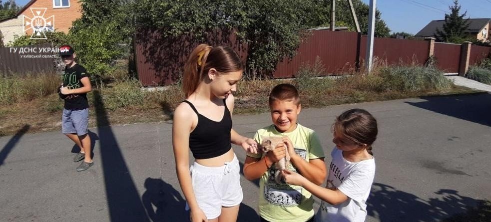 На Київщині врятували кошеня