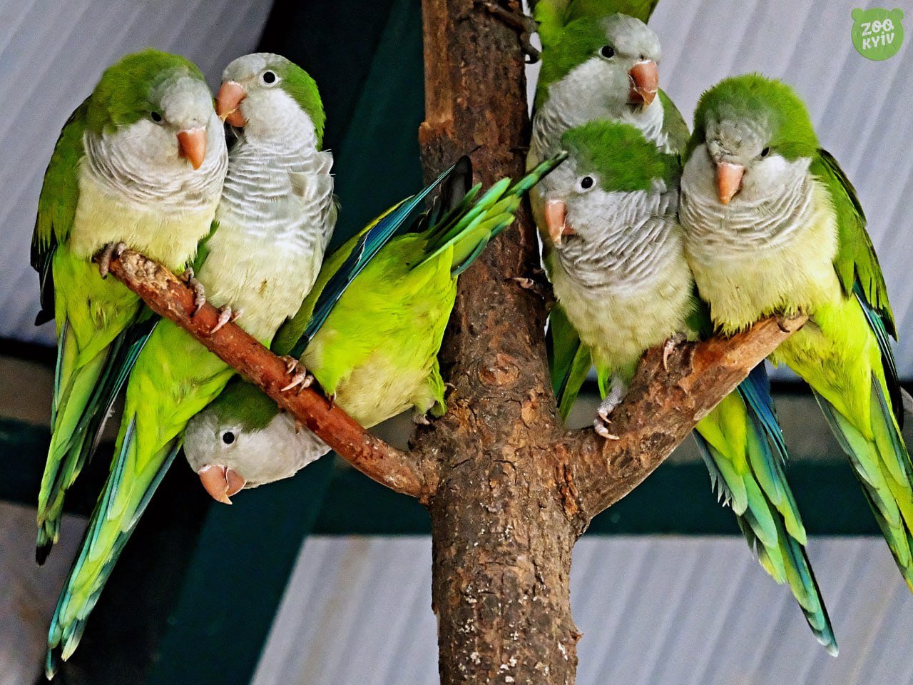 В київському зоопарку облаштували будиночок  для родини папуг-монахів