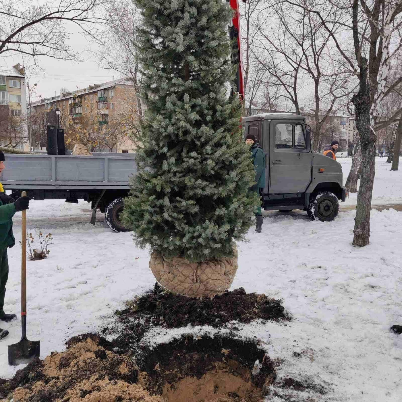 У Дніпровському районі висадили нові дерева та кущі.