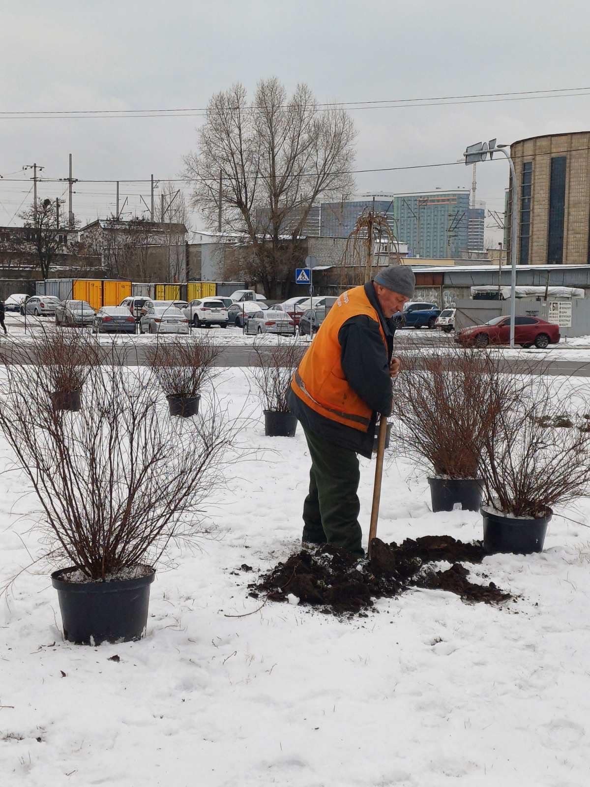 У Дніпровському районі висадили нові дерева та кущі.