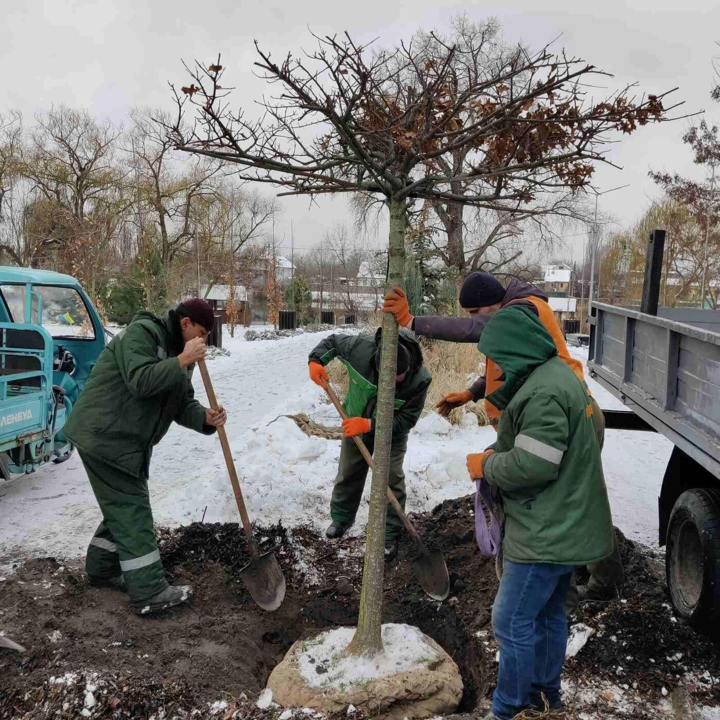 У Дніпровському районі висадили нові дерева та кущі.