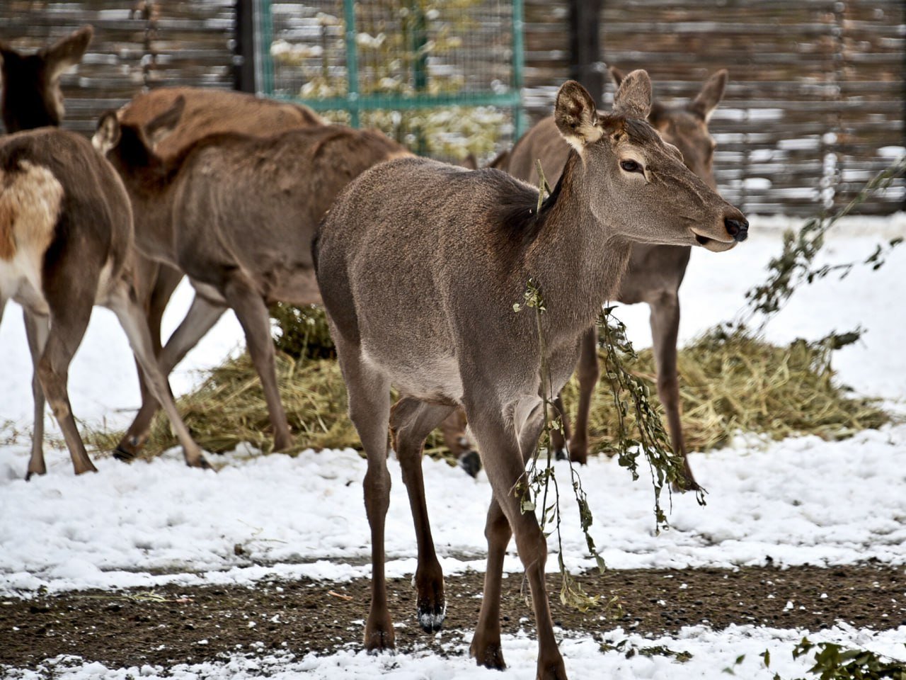 У столичному зоопарку утворилась нова оленяча родина