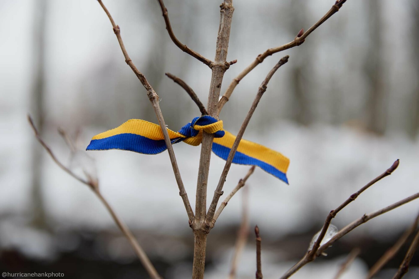 Містяни висадили у київському парку калину в памʼять про загиблих Оленівці