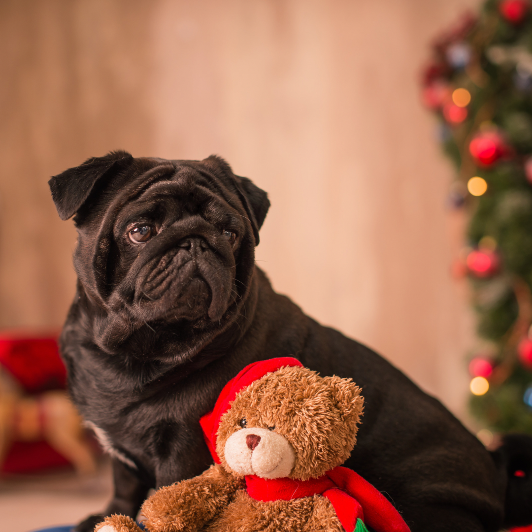 Як вберегти домашніх улюбленців від святкових спокус