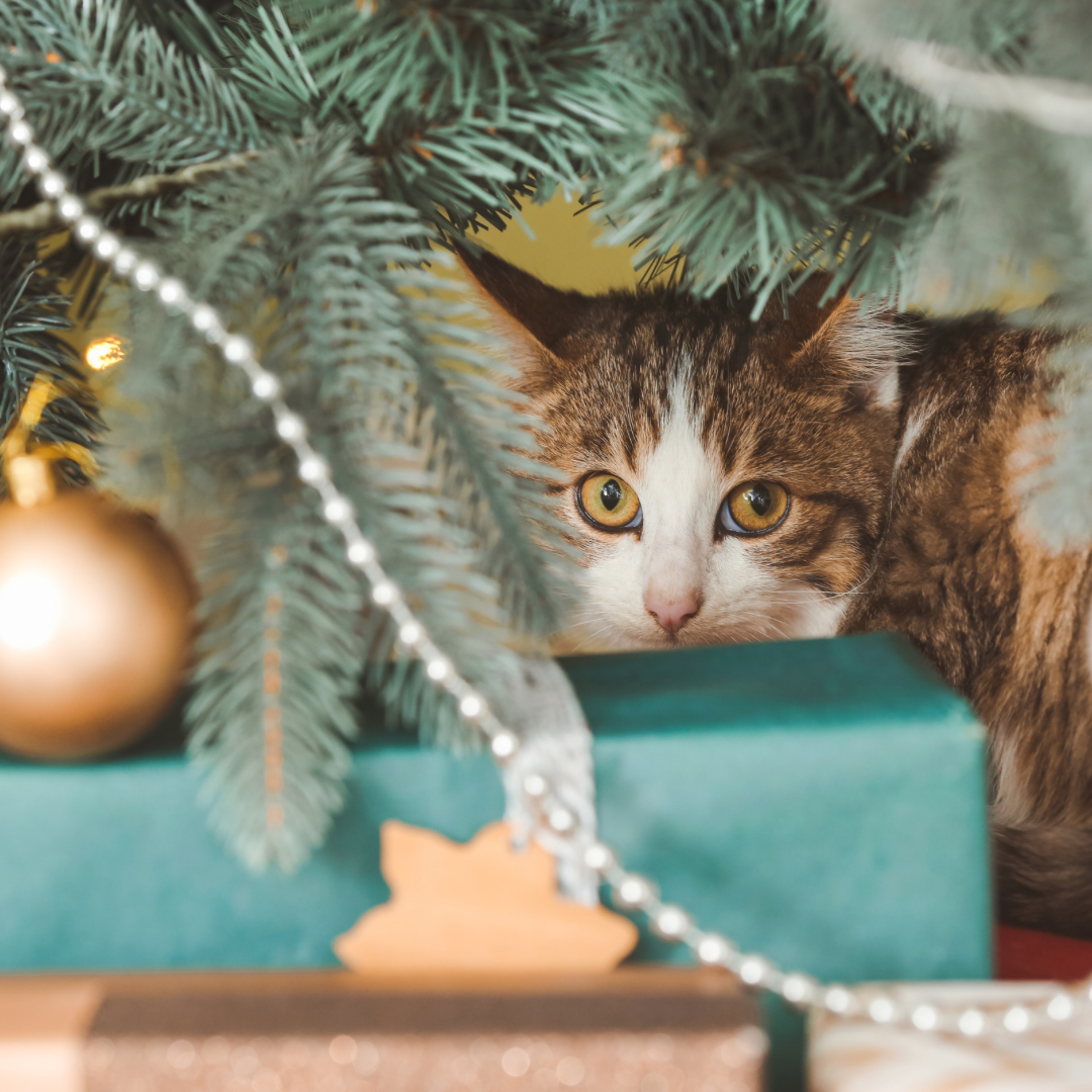 Як вберегти домашніх улюбленців від святкових спокус
