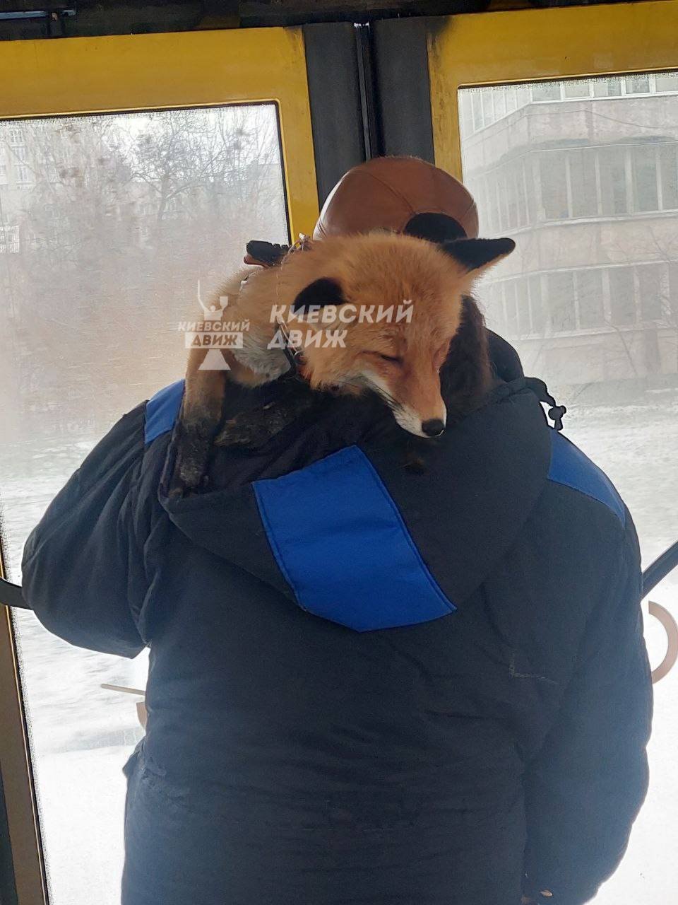 У київському автобусі чоловік їхав з хижаком на плечах