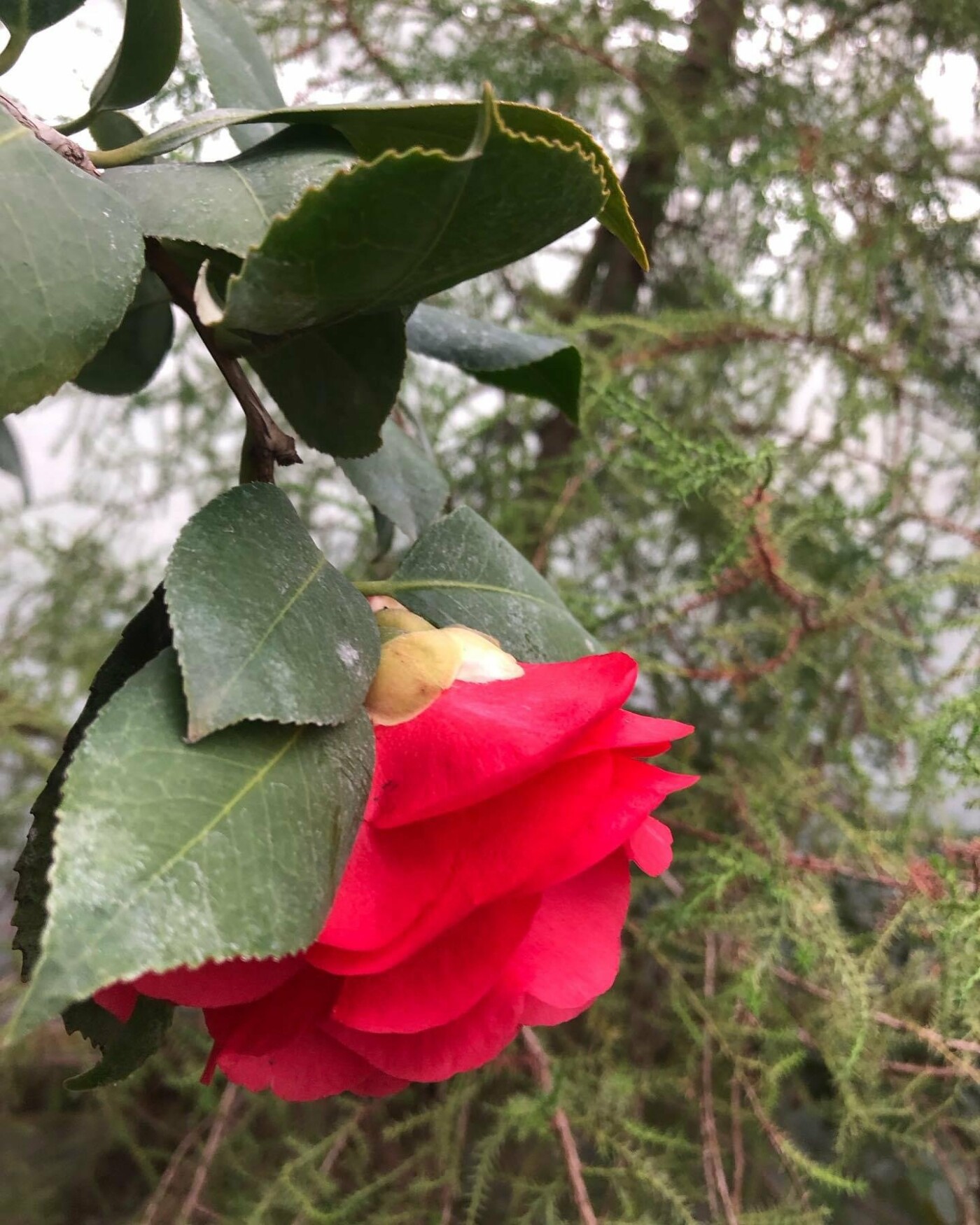 У ботанічному саду почався сезон цвітіння камелій