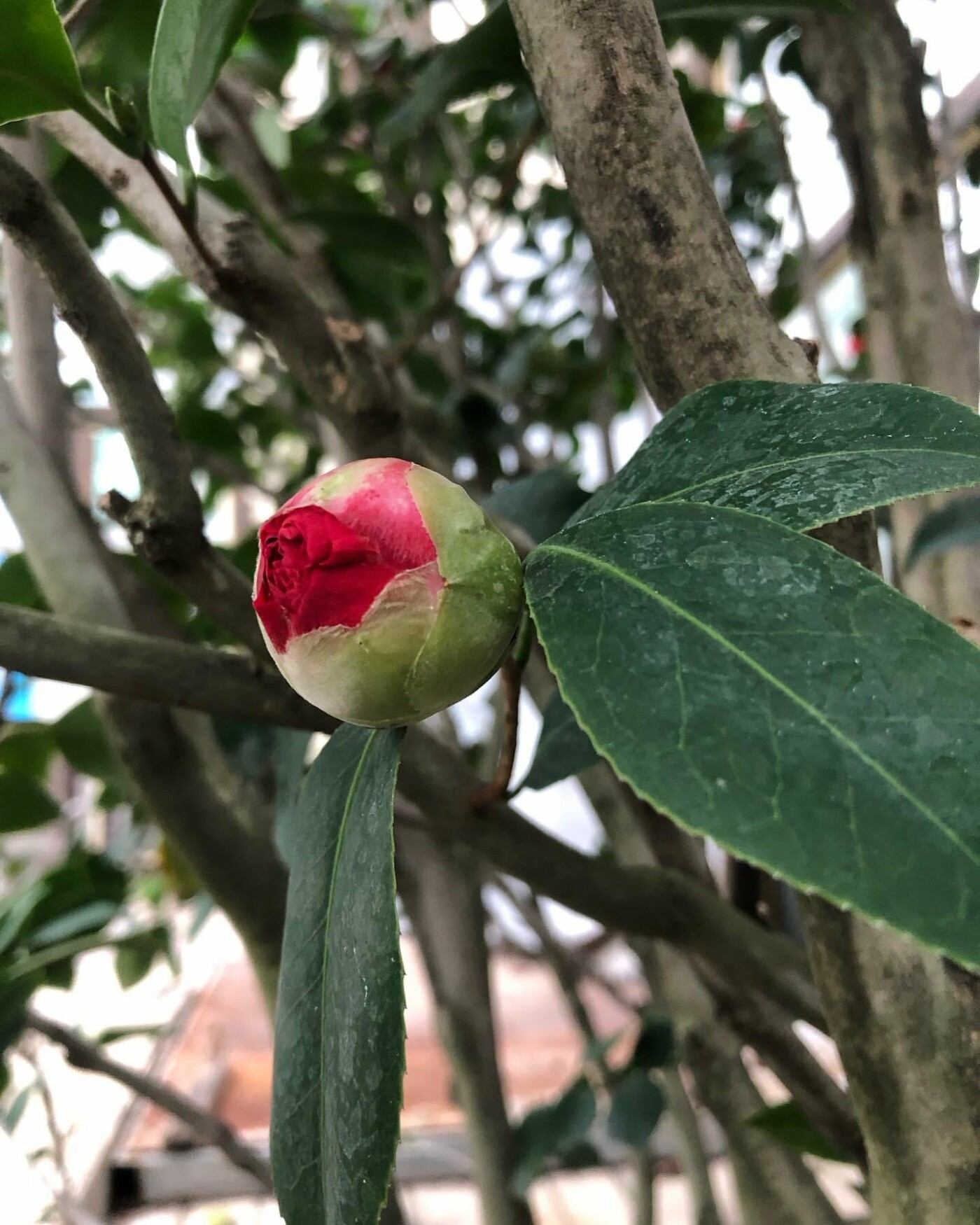 У ботанічному саду почався сезон цвітіння камелій