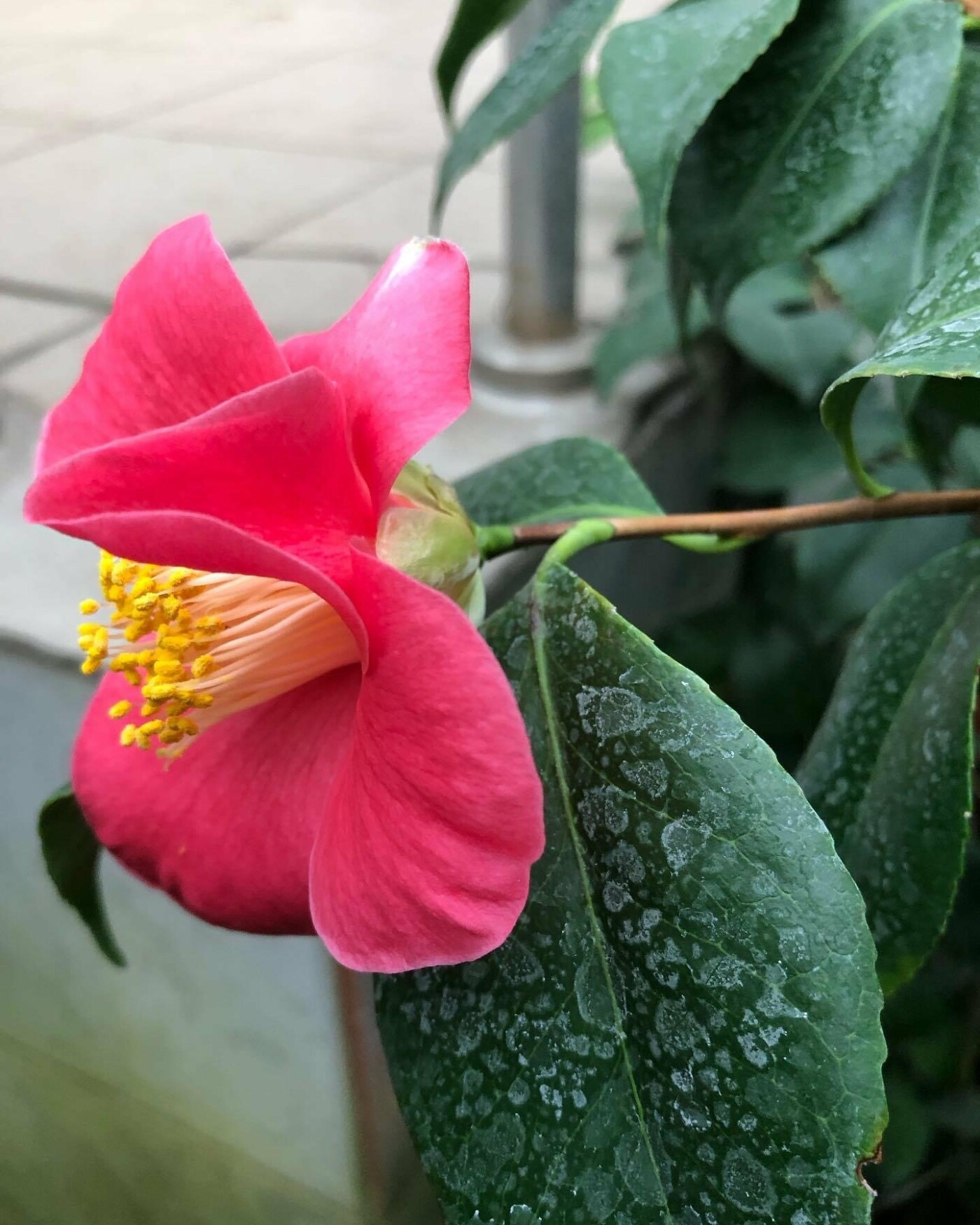 У ботанічному саду почався сезон цвітіння камелій