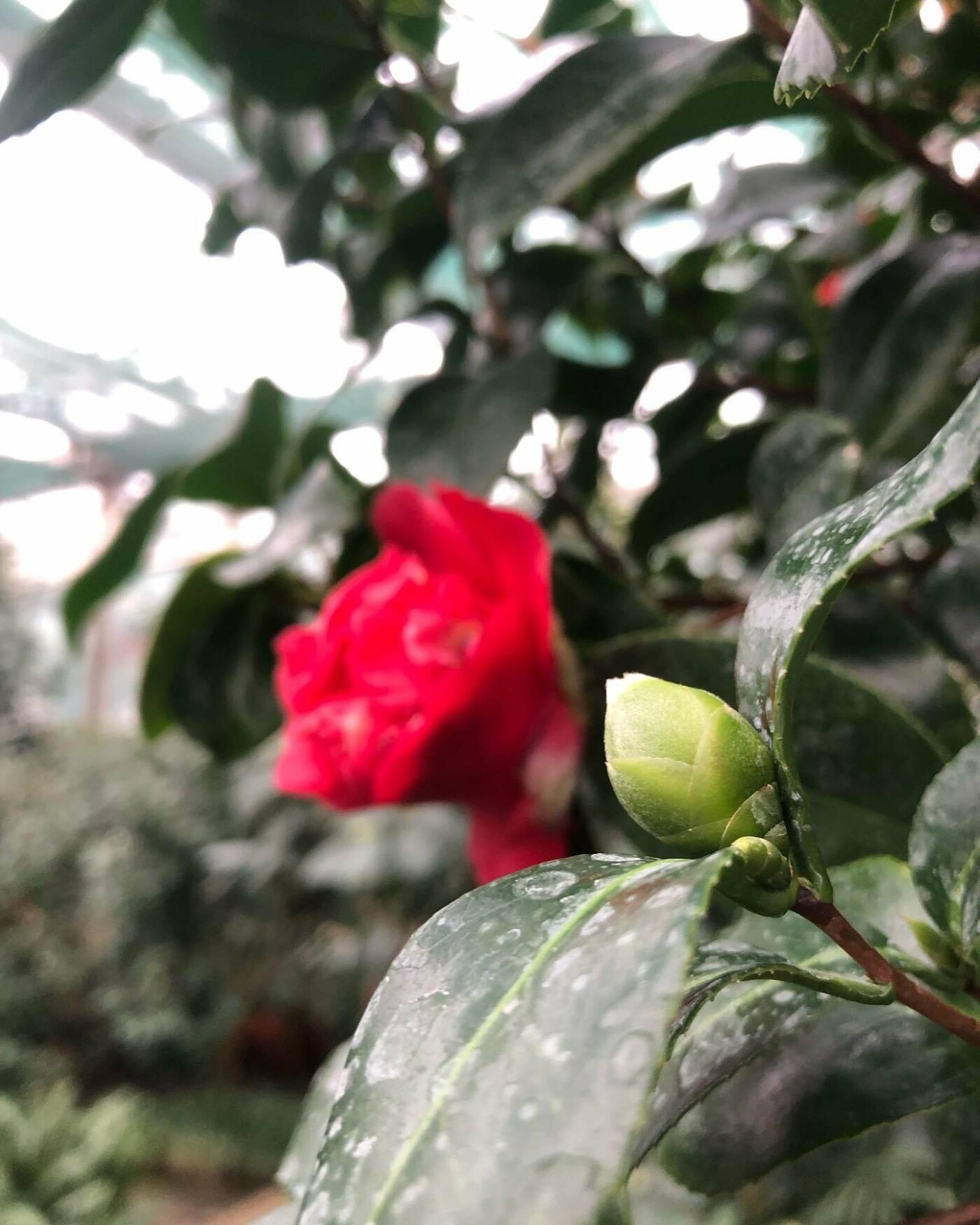 У ботанічному саду почався сезон цвітіння камелій