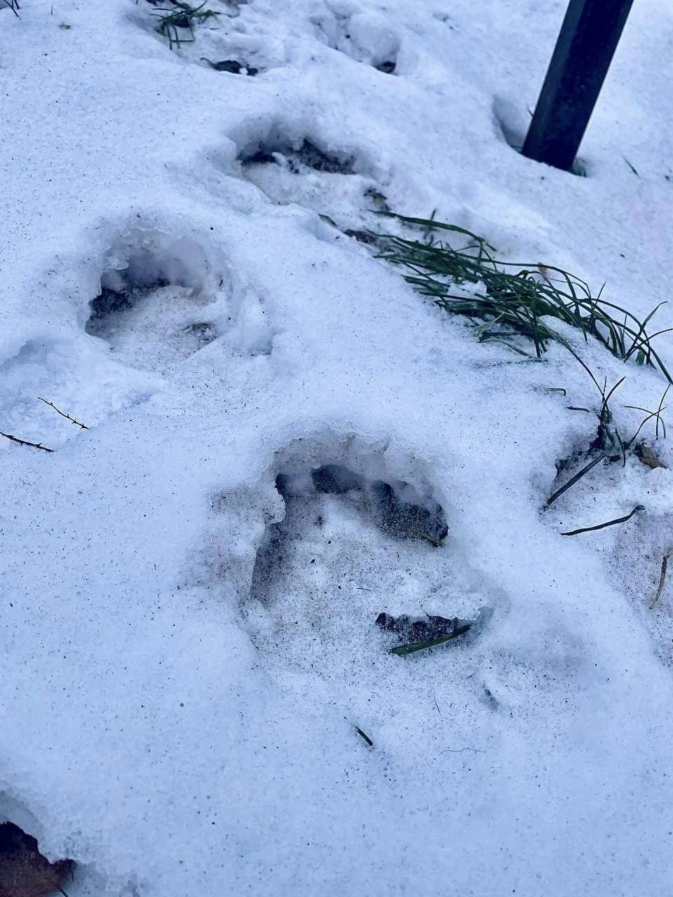 Пес пошкодив дерева, висаджені у пам'ять бійців ЗСУ
