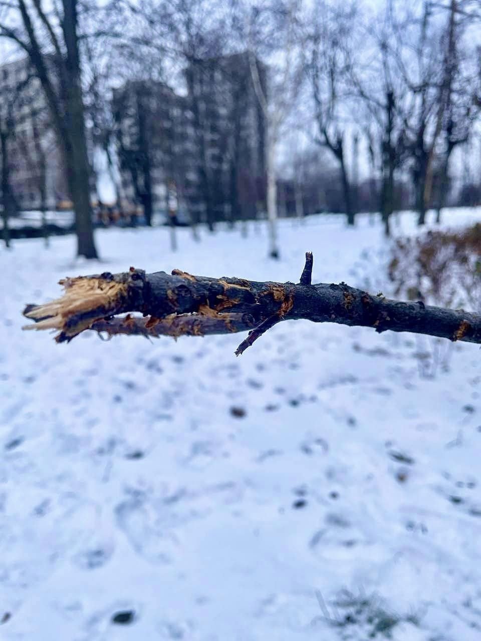Пес пошкодив дерева, висаджені у пам'ять бійців ЗСУ