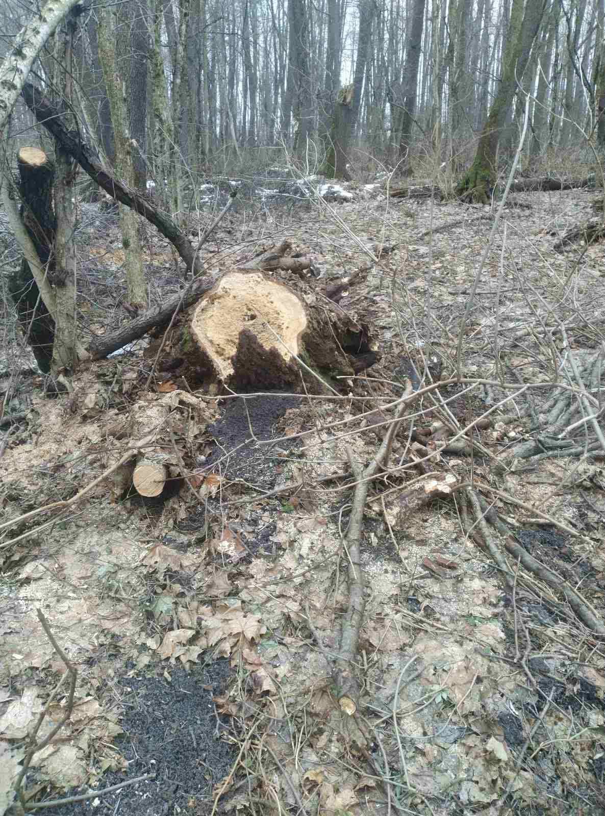 На Київщині невідомі зарубали сотні дерев
