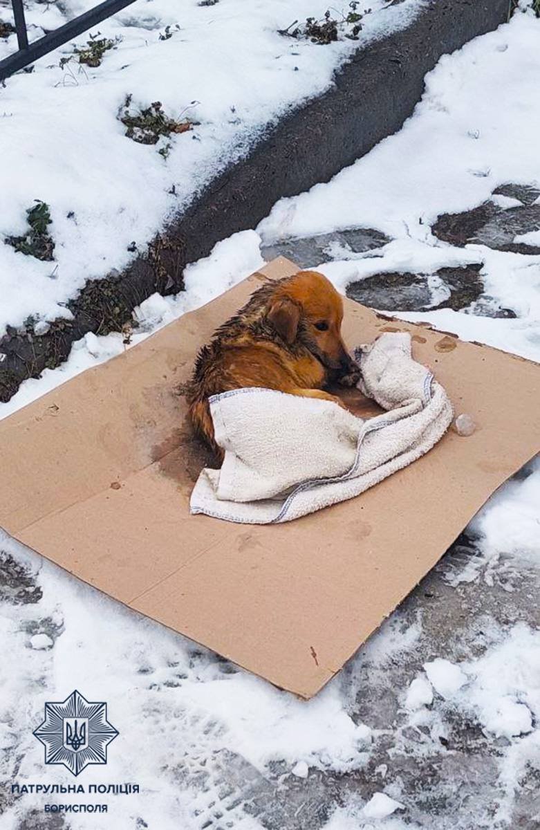 Поліцейські врятували цуценя