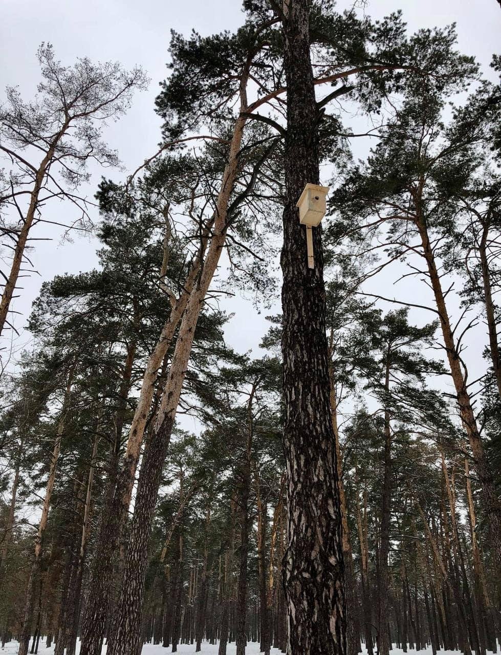 У столичних лісах розвішують нові будиночки для птахів