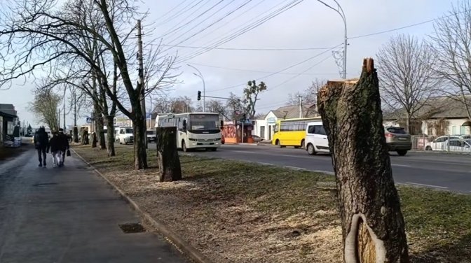 У Броварах зрубали алея каштанів для будівництва Mc