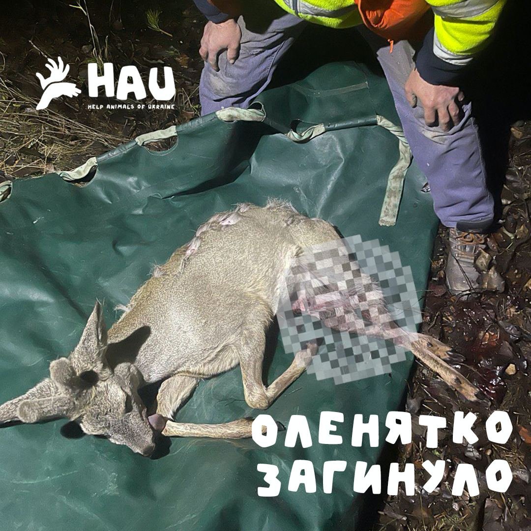 Під Бучею чоловік захищав оленятко від агресивних собак