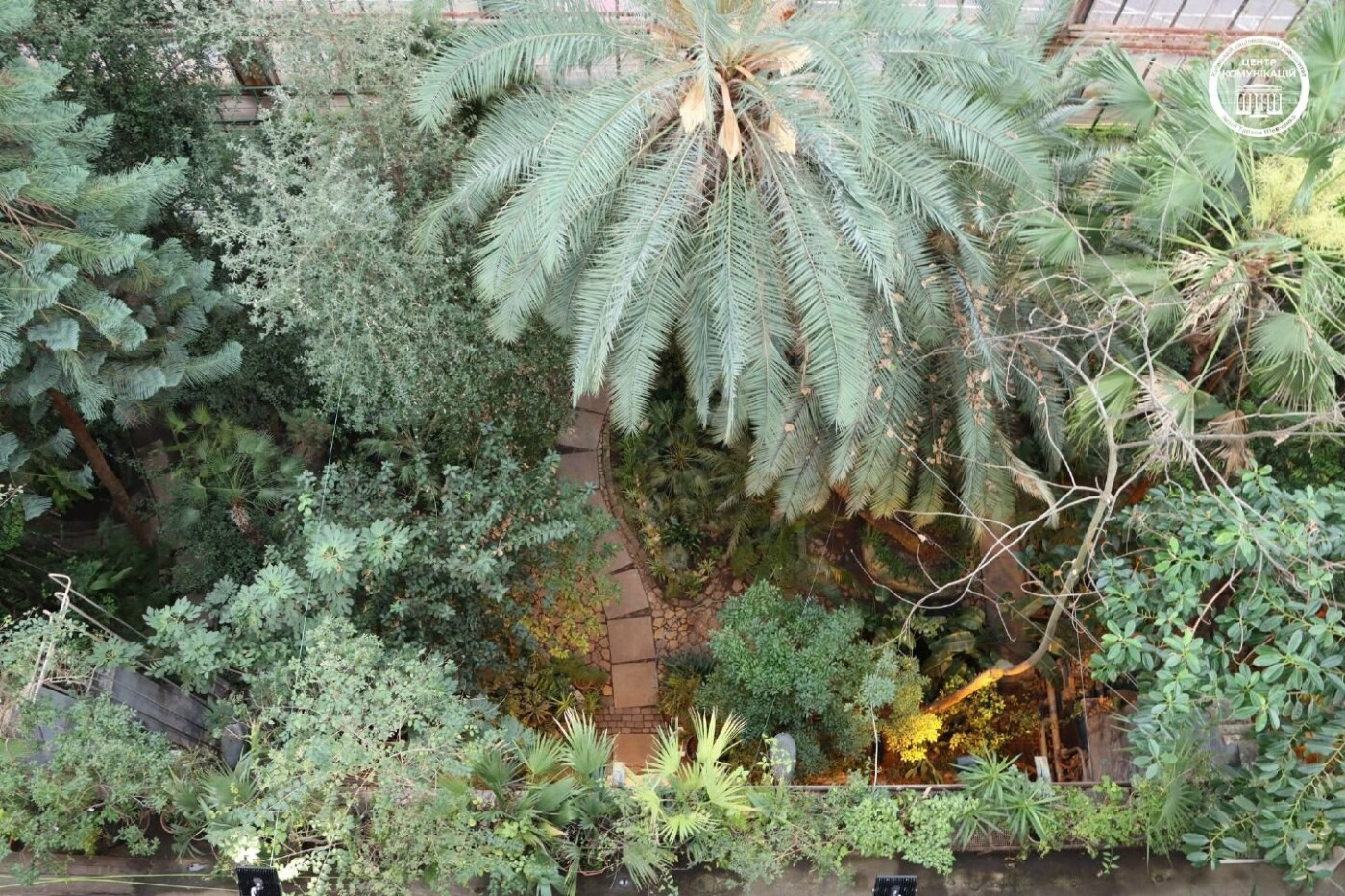 У Ботсаду Фоміна квітне найстаріша пальма Європи