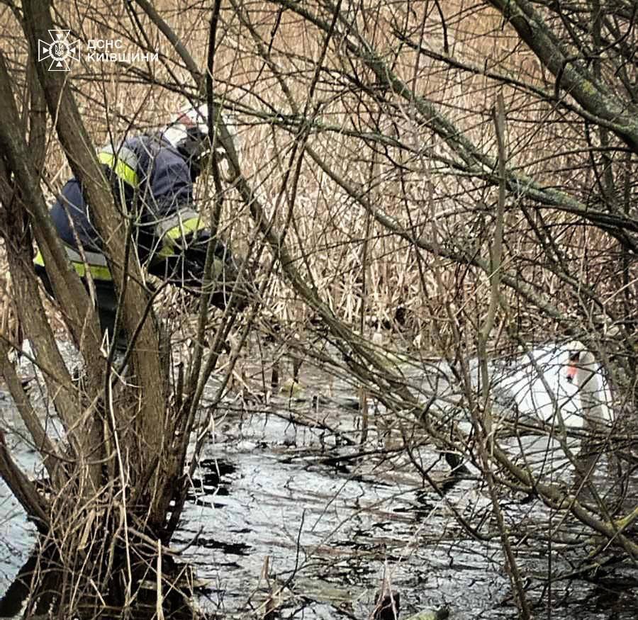 У Сквирі врятували лебедя