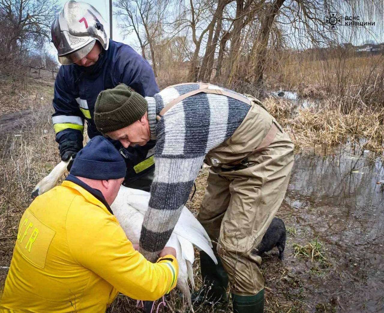 У Сквирі врятували лебедя