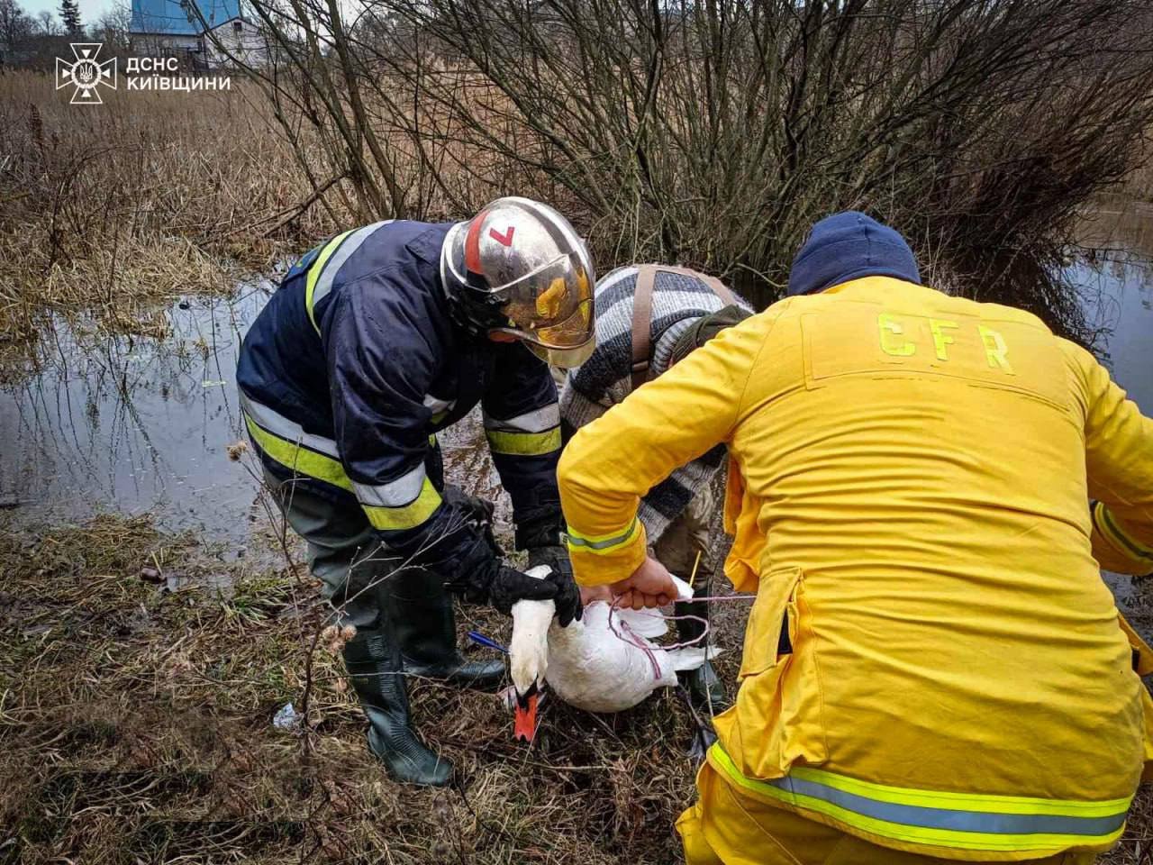 У Сквирі врятували лебедя