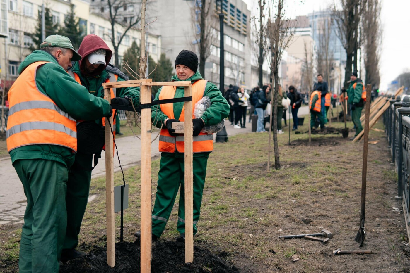 У Києві висадили тополі