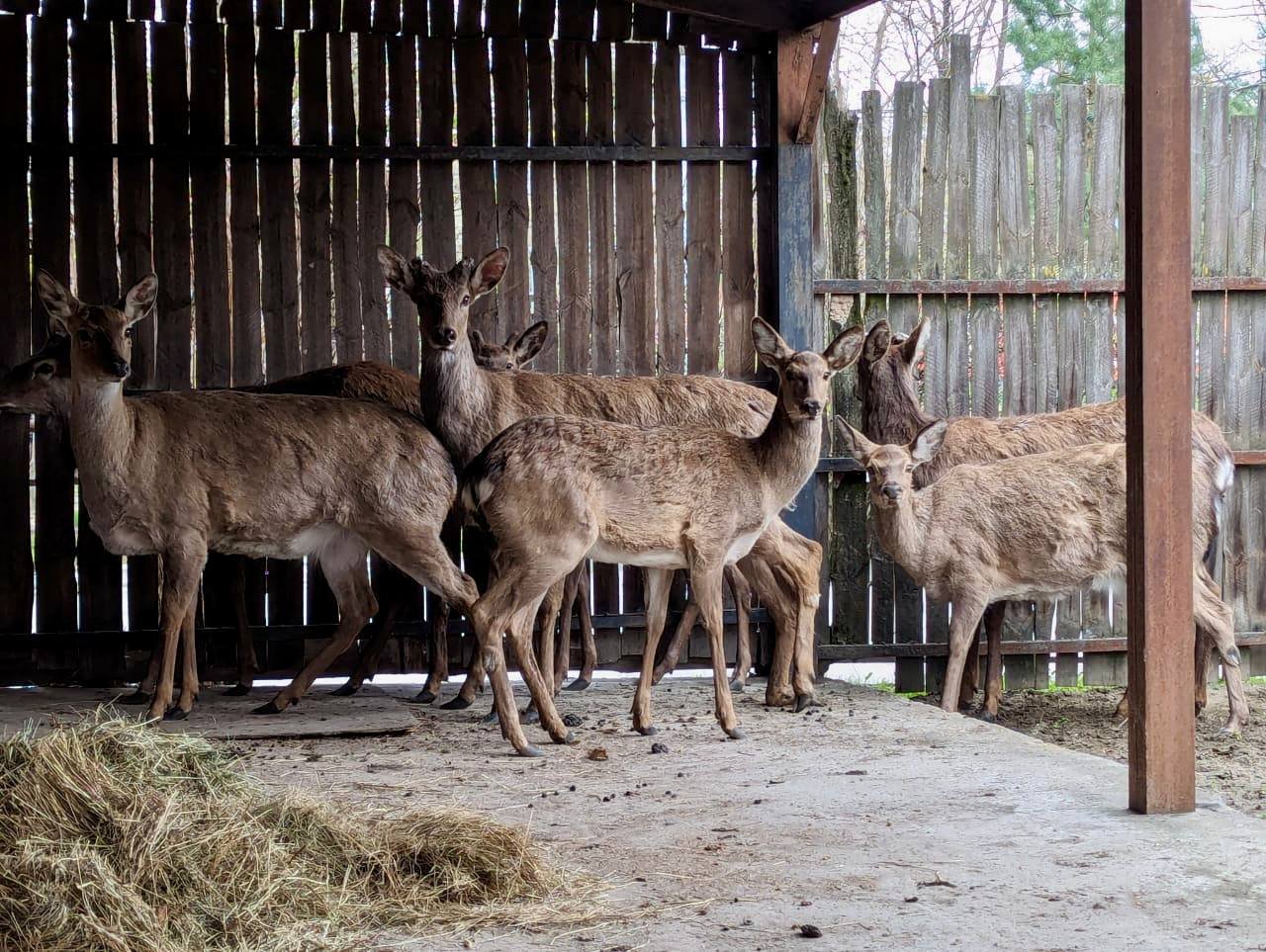 У Києві незаконно перевозили оленів