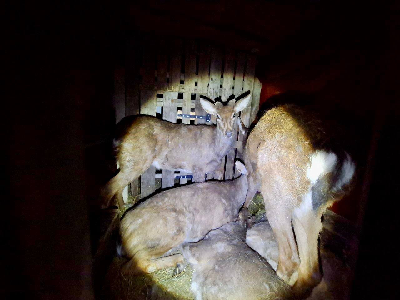 У Києві незаконно перевозили оленів