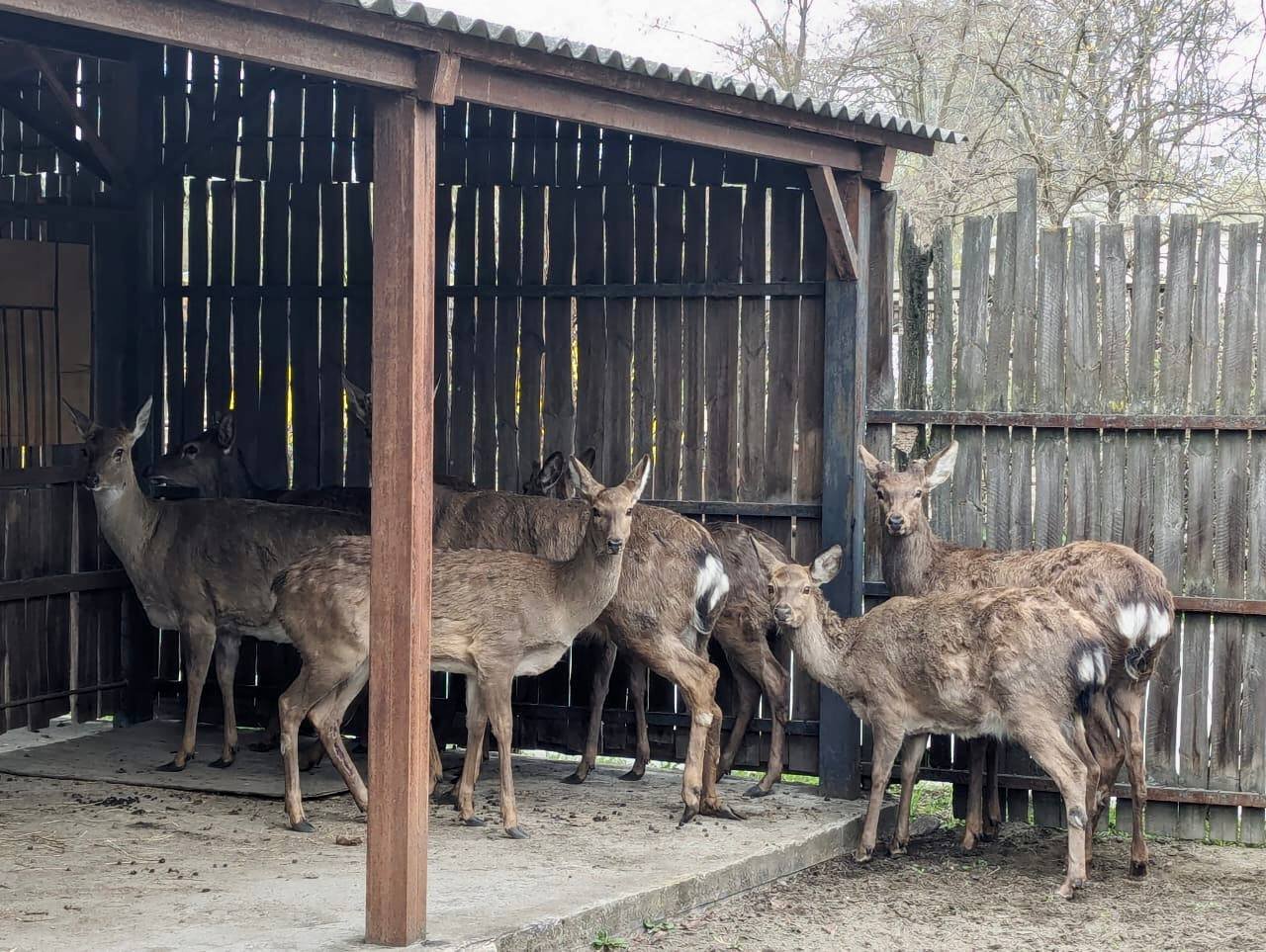 У Києві незаконно перевозили оленів