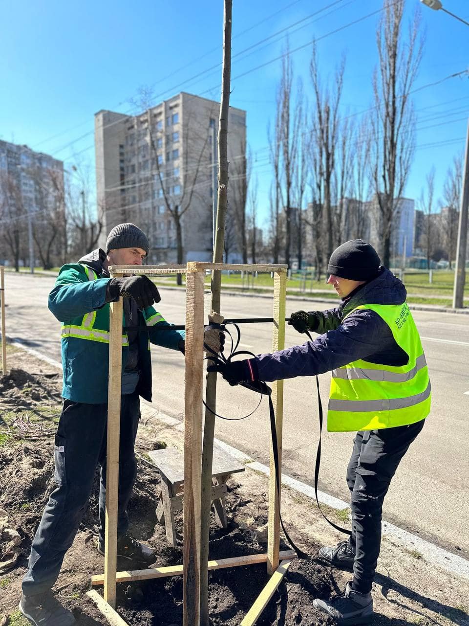 На Лісовому масиві висадили клени