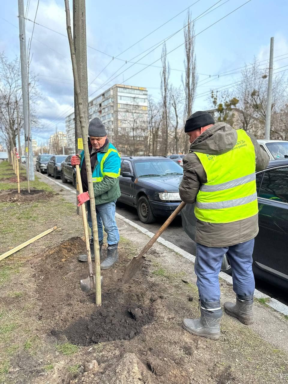 На Лісовому масиві висадили клени