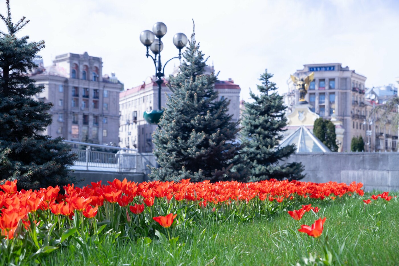 У Києві цвітуть тюльпани