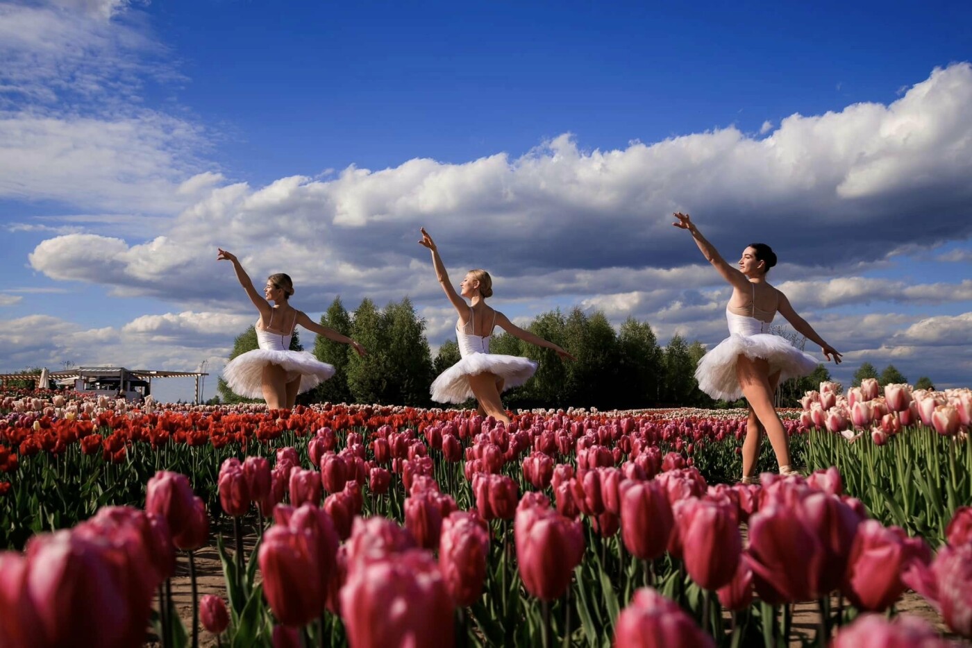 Невдовзі у Добропарку розпочнеться сезон цвітіння тюльпанів