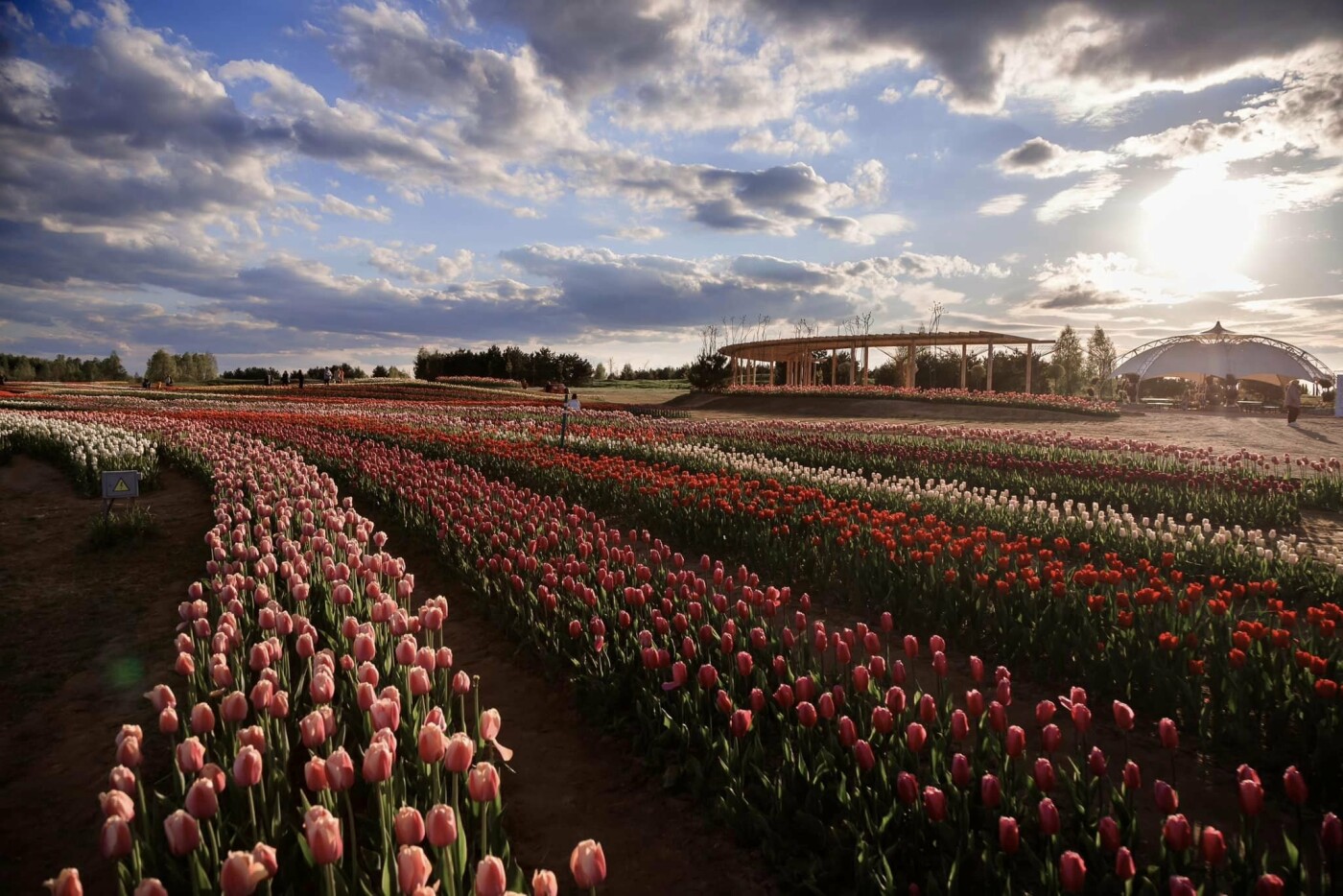 Невдовзі у Добропарку розпочнеться сезон цвітіння тюльпанів