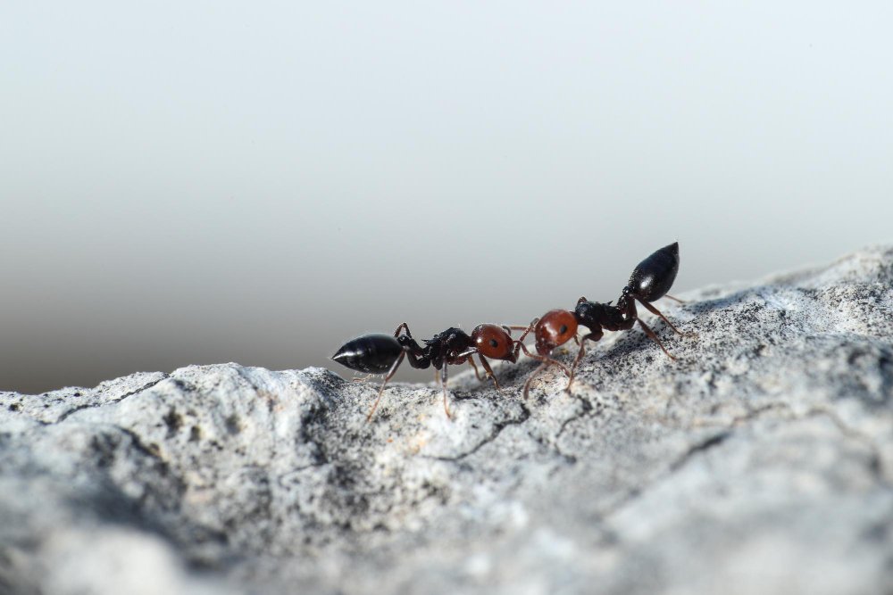 Як швидко позбутися мурах