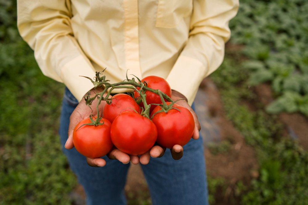 Чим підживити томати
