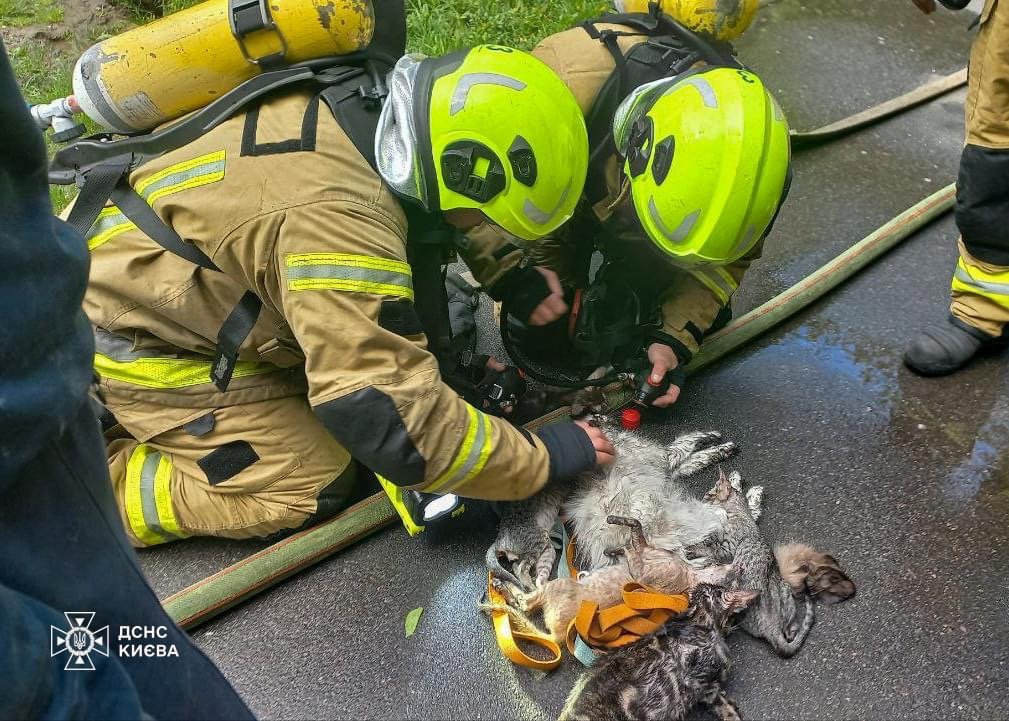 В столице ГСЧСники спасли десятки животных из горящей квартиры