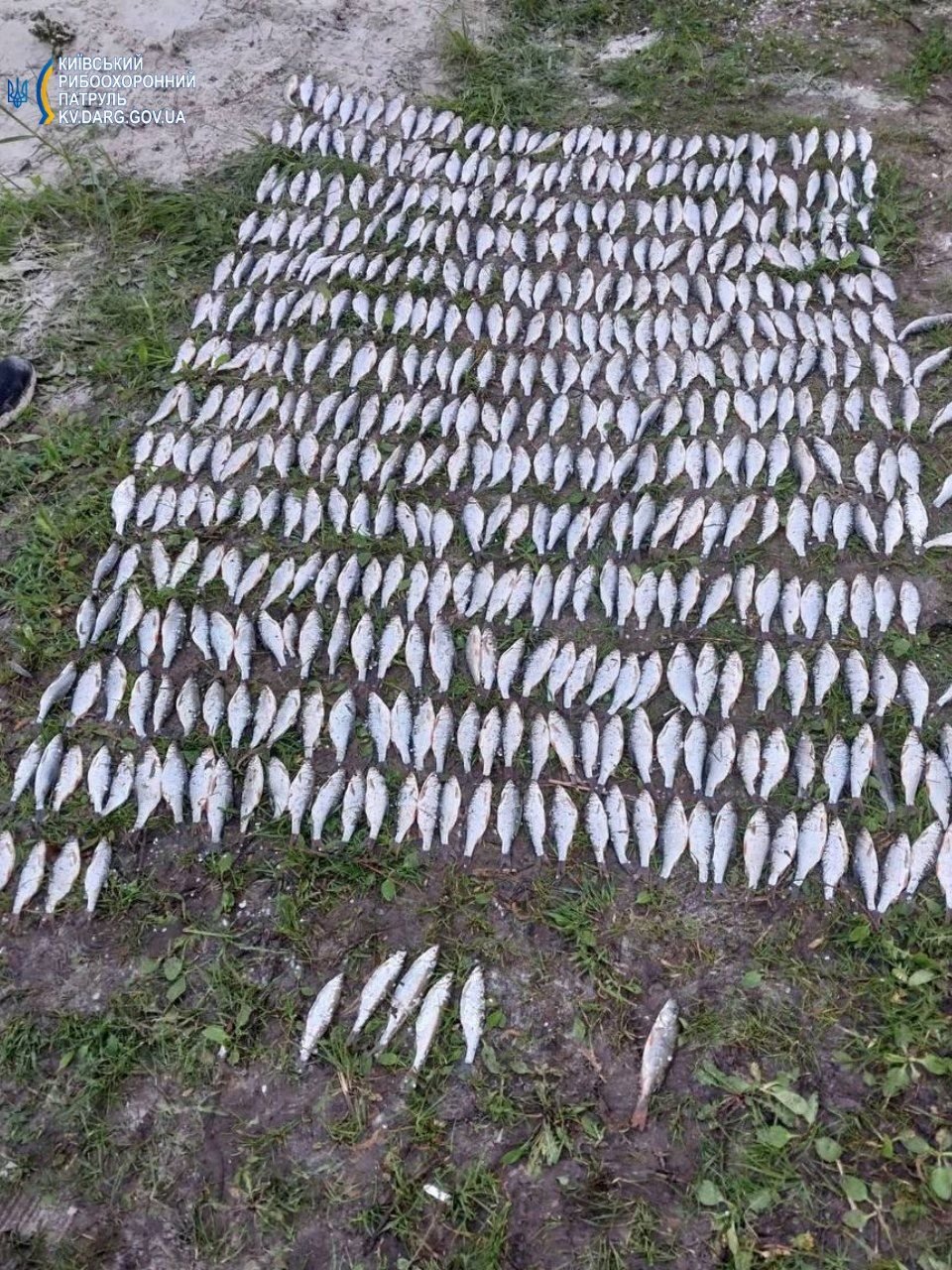 В Киеве мужчина наловил рыбы на 800 тысяч гривен