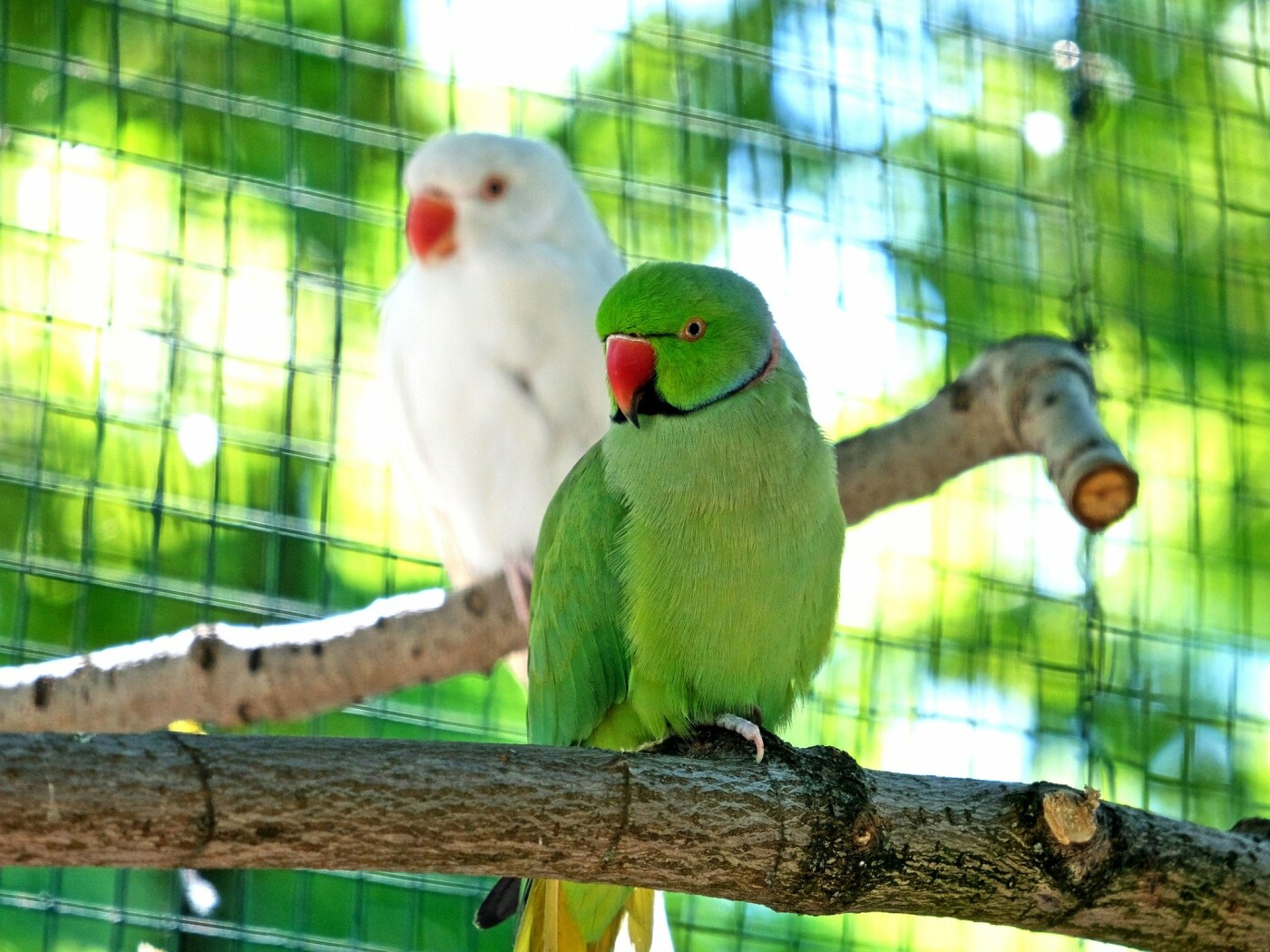 Тут є папуга Крамера та папуга індійський, розелла червона та розелла строката