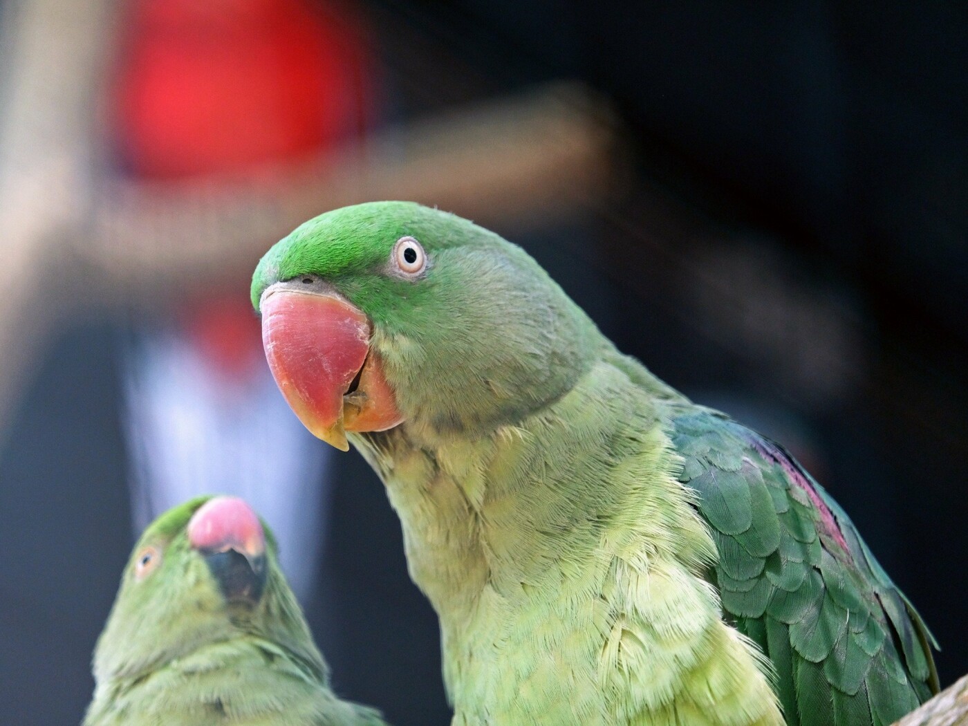 Тут є папуга Крамера та папуга індійський, розелла червона та розелла строката