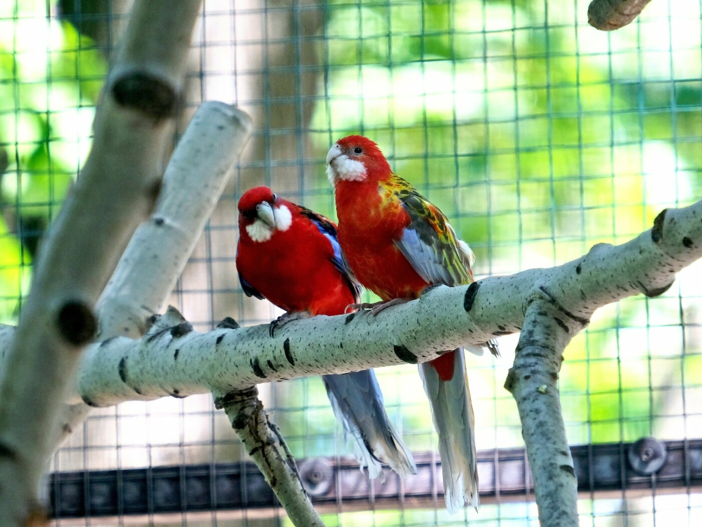 Здесь попугай Крамера и попугай индийский, розелла красная и розелла пестрая