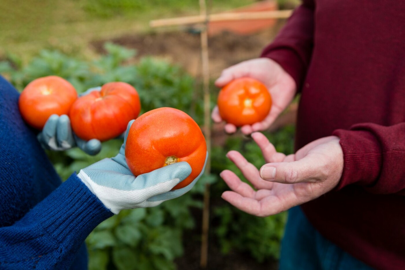 Чим підживити томати