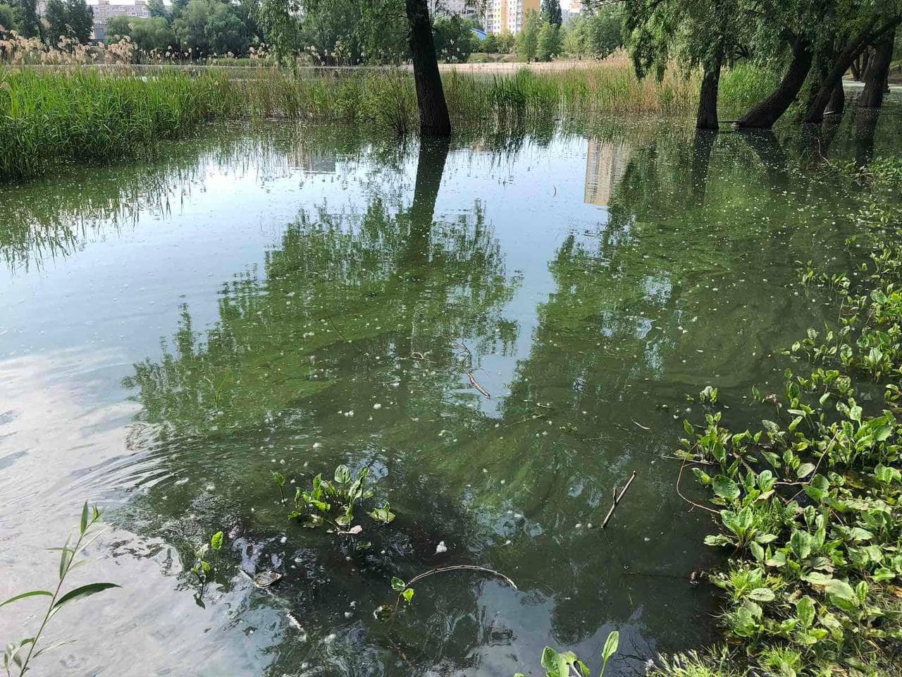 В Білому озері позеленіла вода